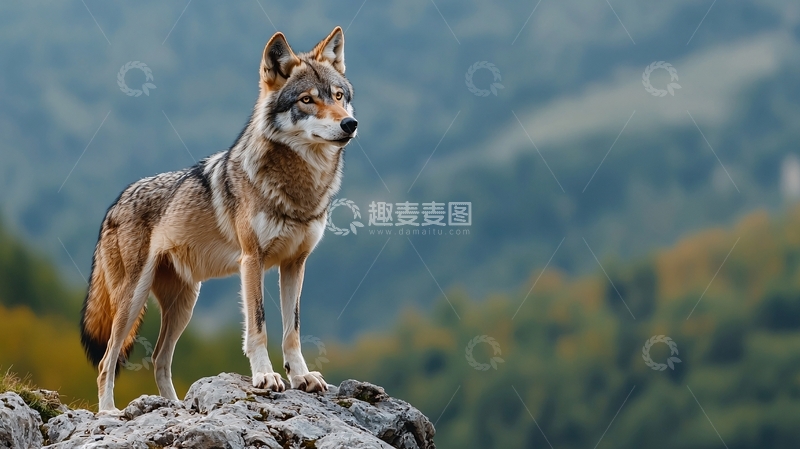 高清大图下载【趣麦麦图】山巅上的狼高清图片