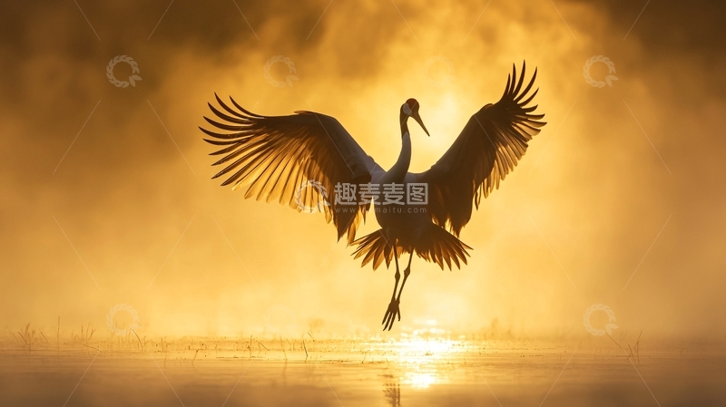高清大图下载【趣麦麦图】晨雾中的丹顶鹤飞翔剪影