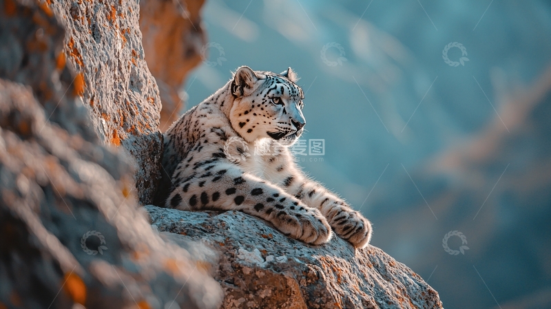 高清大图下载【趣麦麦图】雪豹山岩上的宁静时刻