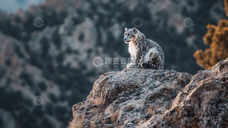 高清大图下载【趣麦麦图】雪豹在岩石上的宁静时刻