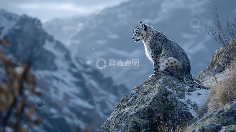 高清大图下载【趣麦麦图】雪豹山巅守望自然美景
