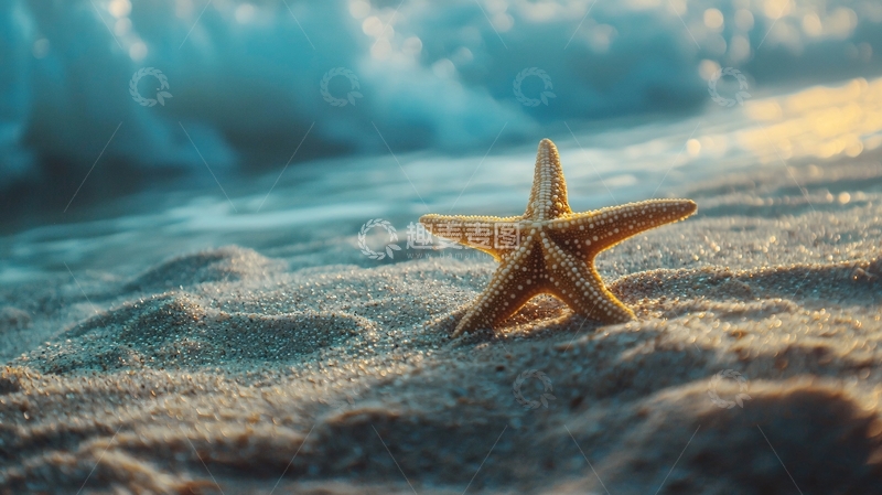 高清大图下载【趣麦麦图】海滩上的海星自然风光