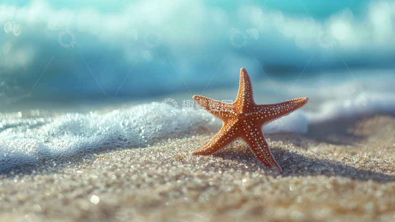 高清大图下载【趣麦麦图】海滩上的海星自然风光