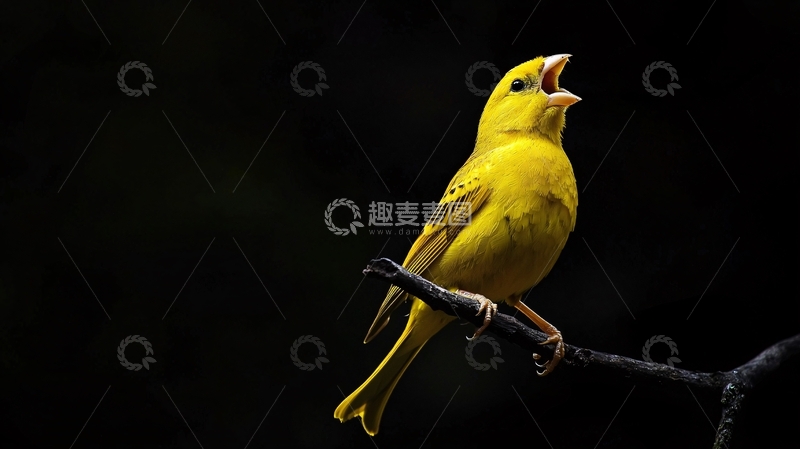 高清大图下载【趣麦麦图】明亮黄色小鸟在树枝上歌唱