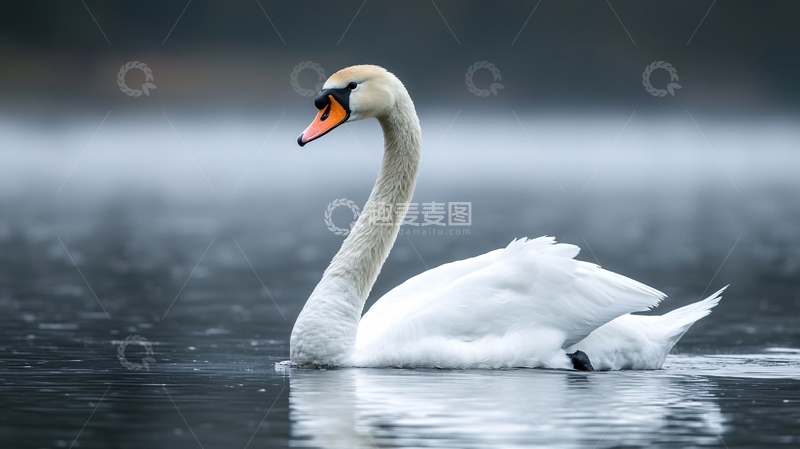高清大图下载【趣麦麦图】湖面上的白天鹅7