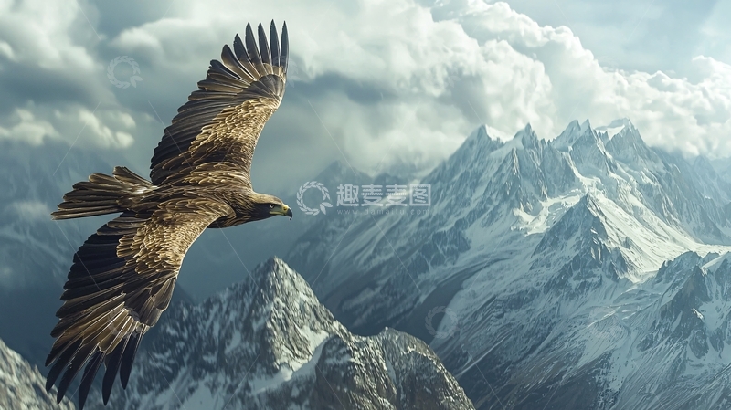 高清大图下载【趣麦麦图】翱翔于雪山之上的雄鹰
