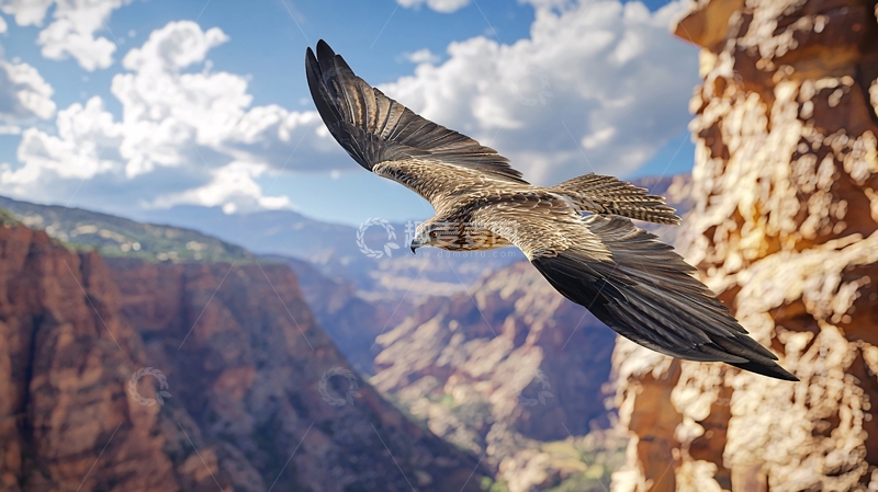高清大图下载【趣麦麦图】雄鹰翱翔于峡谷之上