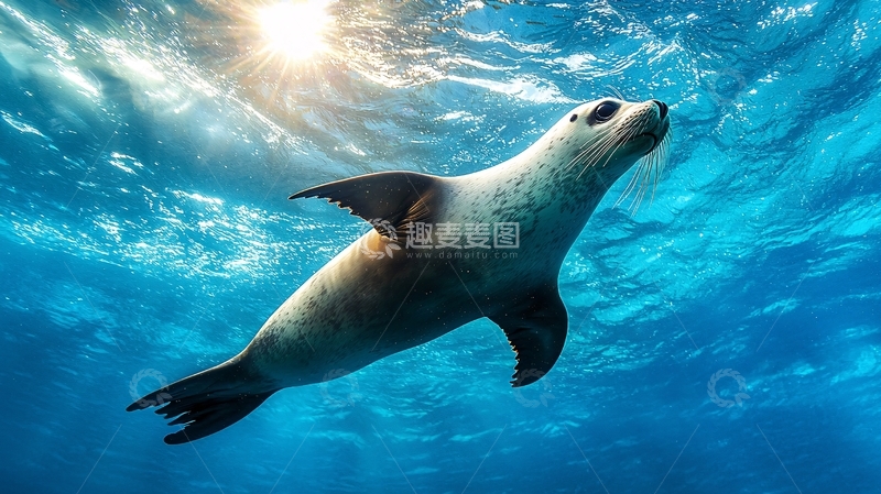 高清大图下载【趣麦麦图】海豹在清澈海底游动