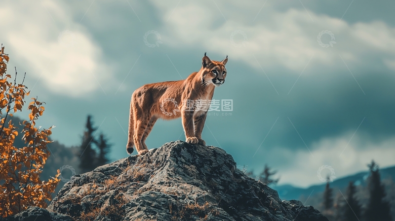 高清大图下载【趣麦麦图】山巅上的美洲狮