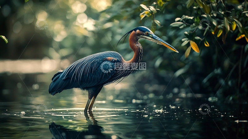 高清大图下载【趣麦麦图】蓝鹭在水边觅食