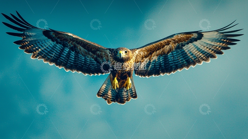 高清大图下载【趣麦麦图】翱翔天空的鹰