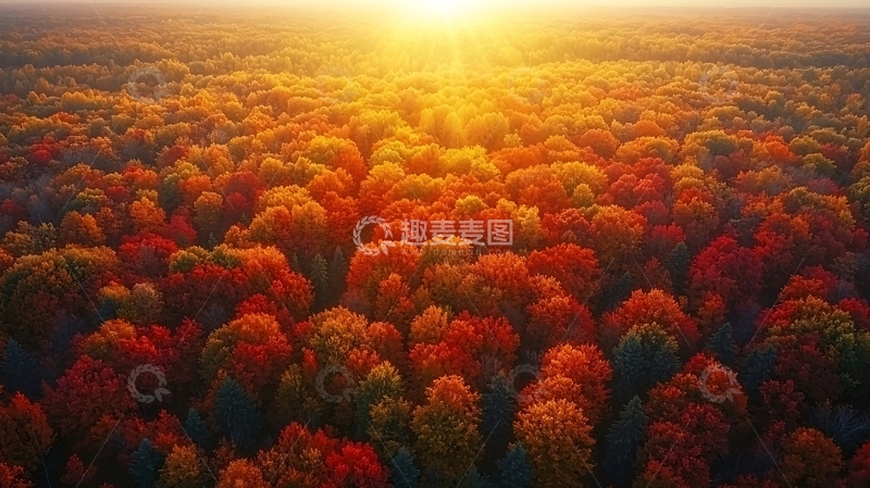 高清大图下载【趣麦麦图】秋天森林的红金光芒海