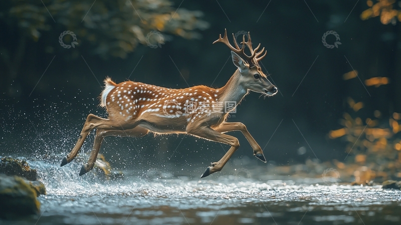 奔跑中的梅花鹿