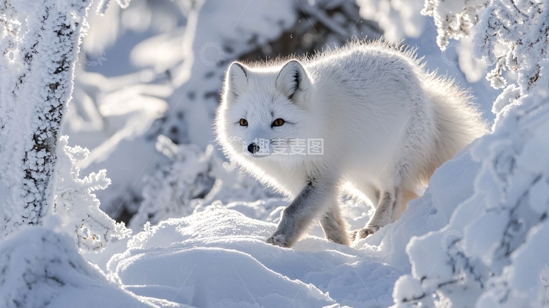 高清大图下载【趣麦麦图】雪地里的北极狐