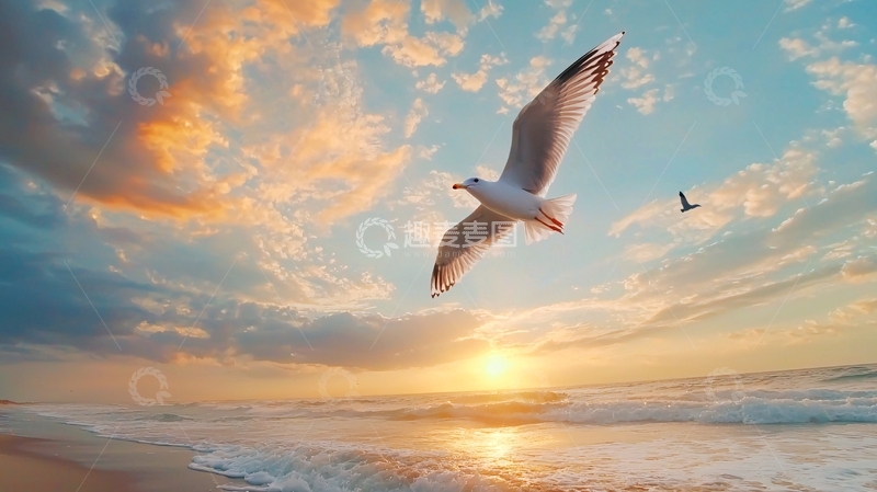 高清大图下载【趣麦麦图】海鸥日落海滩风景