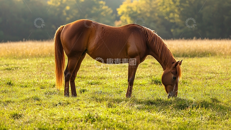 高清大图下载【趣麦麦图】夕阳下的马在草地上吃草