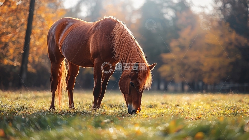 高清大图下载【趣麦麦图】秋日草地上的棕色马