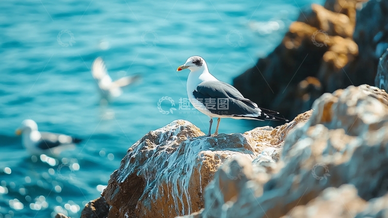 高清大图下载【趣麦麦图】海鸥岩石岸边自然风光