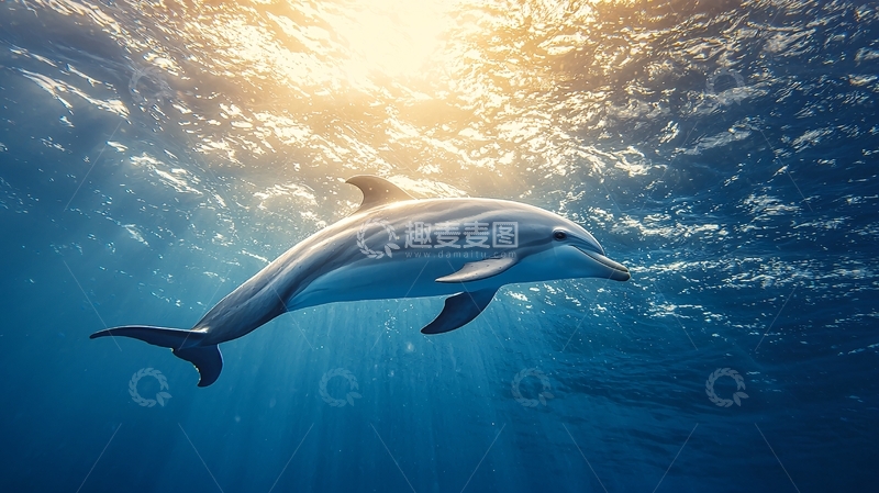 高清大图下载【趣麦麦图】海豚在阳光下的游泳场景