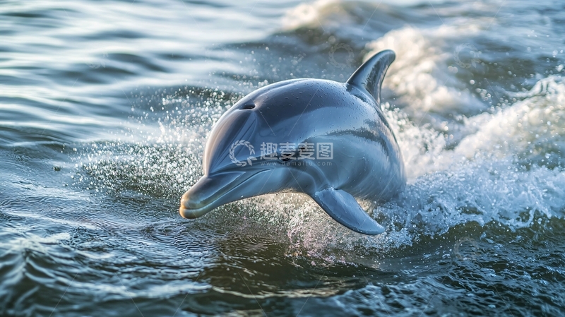 高清大图下载【趣麦麦图】海豚跃出水面的瞬间