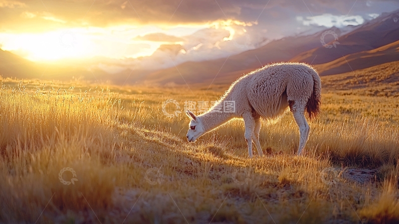 高清大图下载【趣麦麦图】夕阳下的羊驼草原风景