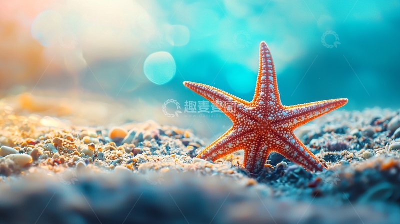 高清大图下载【趣麦麦图】海滩上的海星自然风光
