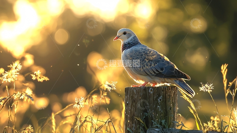 高清大图下载【趣麦麦图】夕阳下的斑鸠鸟自然风光