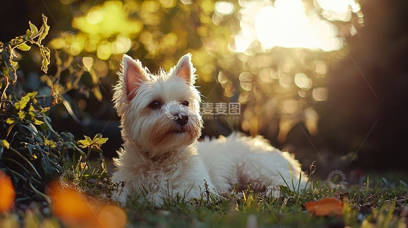 高清大图下载【趣麦麦图】阳光下的小狗
