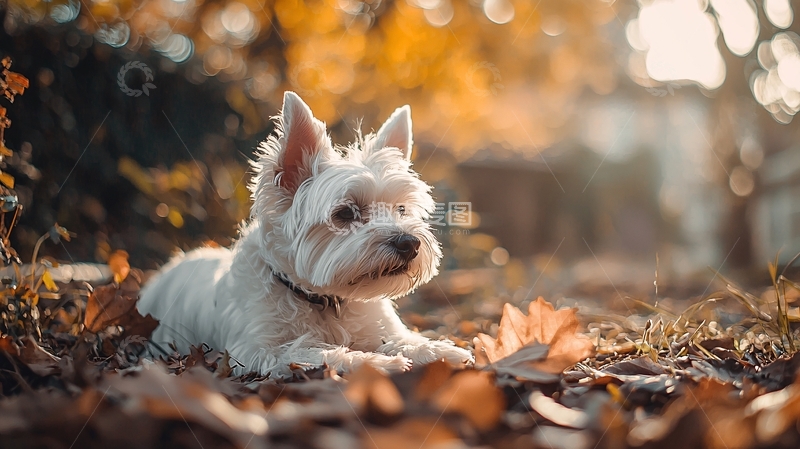 高清大图下载【趣麦麦图】秋日阳光下的西高地白梗
