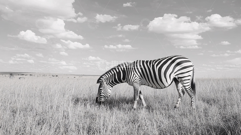 高清大图下载【趣麦麦图】黑白斑马草原风景
