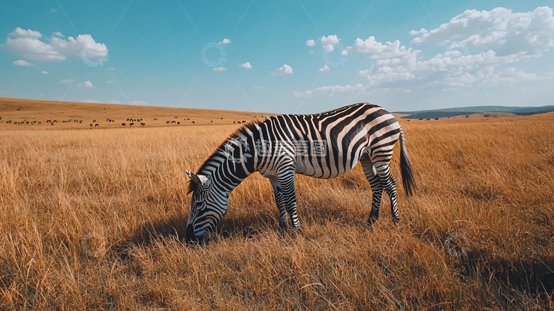高清大图下载【趣麦麦图】草原上的斑马