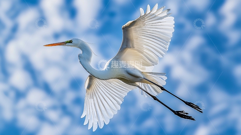 高清大图下载【趣麦麦图】白鹭飞翔蓝天背景