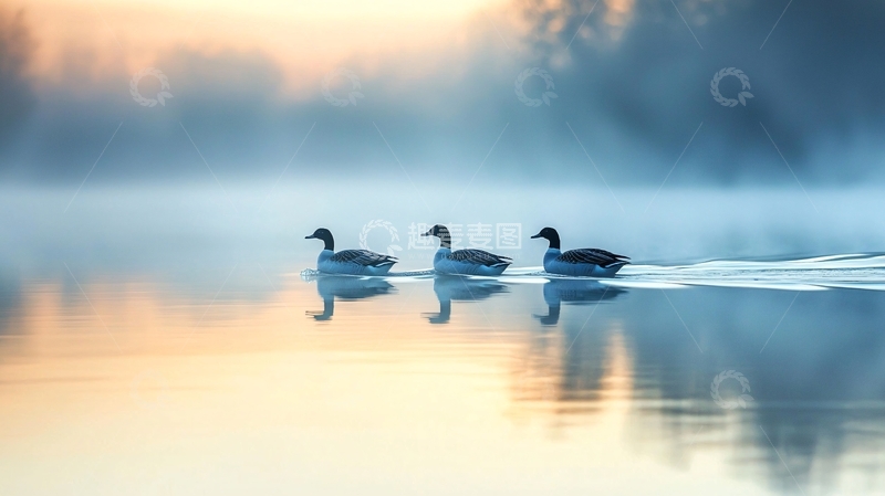 高清大图下载【趣麦麦图】晨雾中的三只鸭子