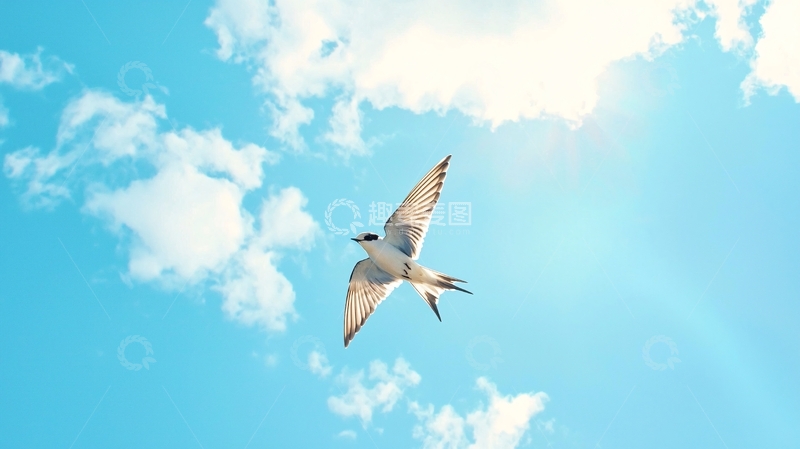 高清大图下载【趣麦麦图】蓝天白云下的飞翔鸟儿
