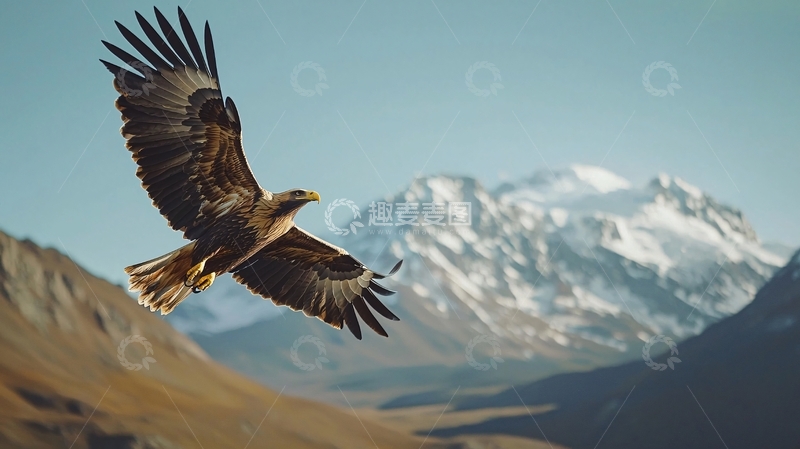高清大图下载【趣麦麦图】翱翔于雪山之上的雄鹰