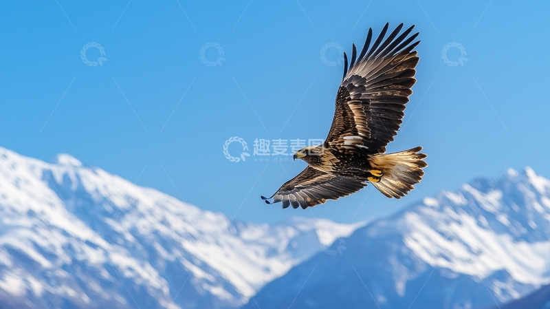高清大图下载【趣麦麦图】翱翔于雪山之上的雄鹰