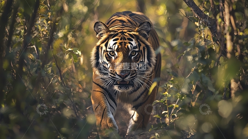 高清大图下载【趣麦麦图】丛林中的老虎