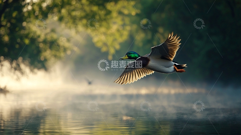 高清大图下载【趣麦麦图】晨雾中的飞鸭
