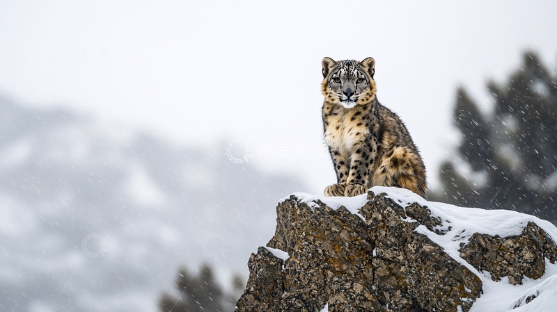 高清大图下载【趣麦麦图】雪豹在雪中的岩石上