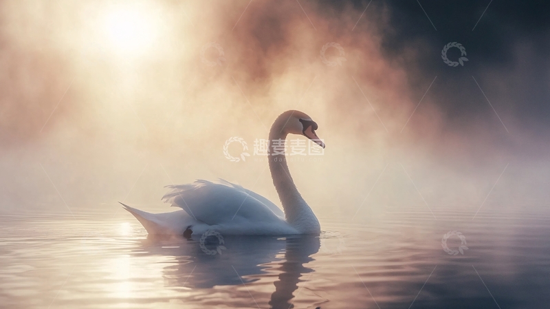 高清大图下载【趣麦麦图】晨雾中的天鹅