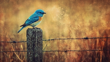蓝色鸟儿与铁丝网