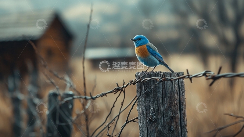 高清大图下载【趣麦麦图】蓝色鸟儿栖息在木桩上的乡村风景