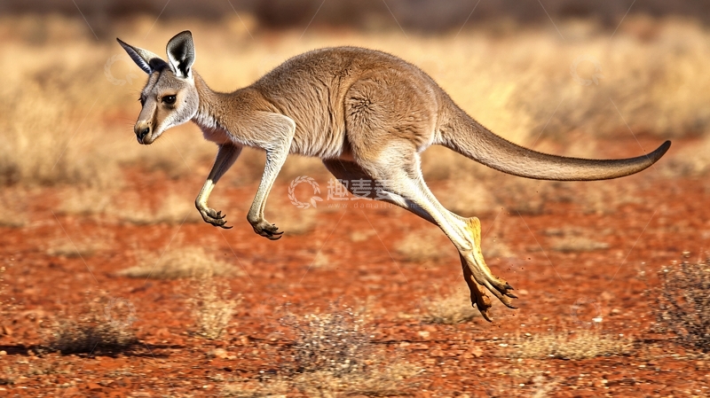 高清大图下载【趣麦麦图】袋鼠在沙漠中奔跑
