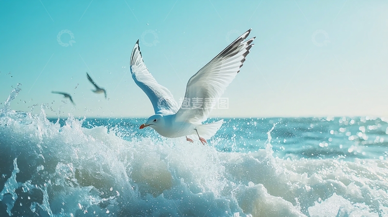 高清大图下载【趣麦麦图】海鸥与浪花的瞬间