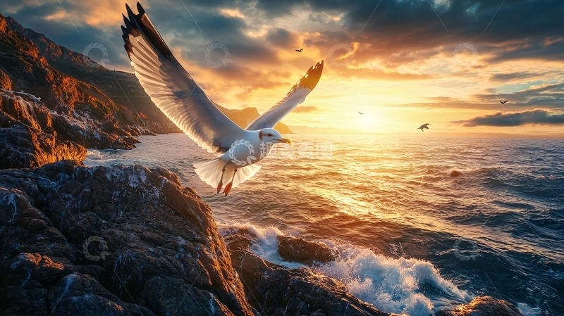 高清大图下载【趣麦麦图】海鸥日落岩石海岸线