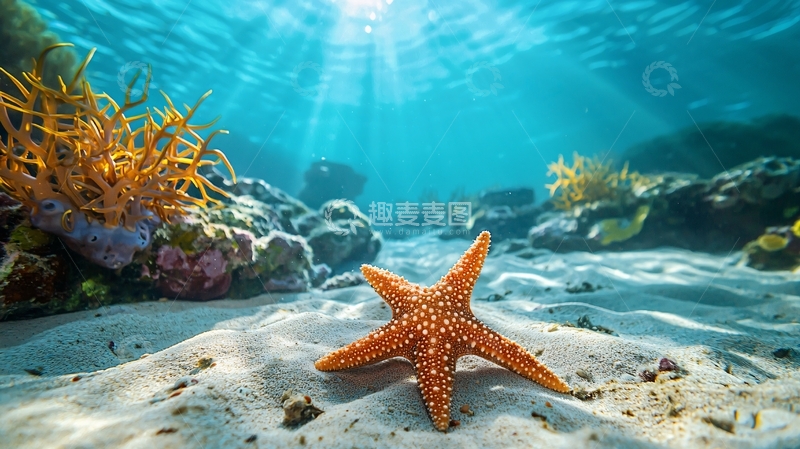 高清大图下载【趣麦麦图】海底珊瑚和海星自然风光
