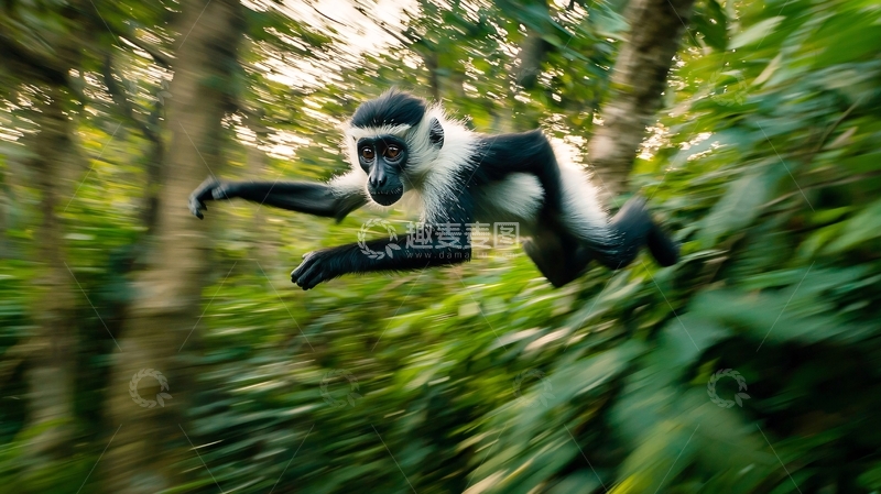 高清大图下载【趣麦麦图】黑白猴子在森林中跳跃