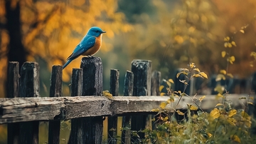 秋日篱笆上的蓝鸟