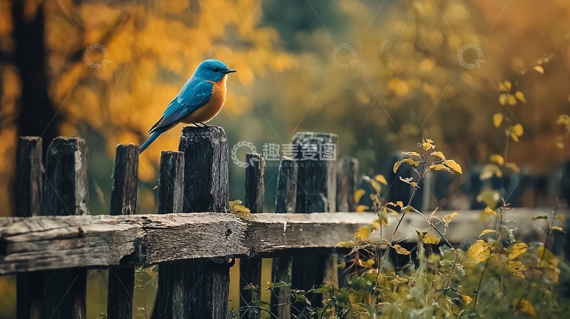 高清大图下载【趣麦麦图】秋日篱笆上的蓝鸟
