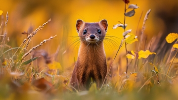 秋日田野中的小动物